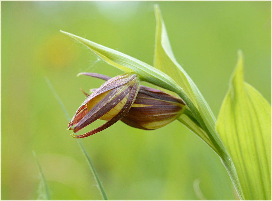 Gelber Frauenschuh (Cypripedium calceolus)