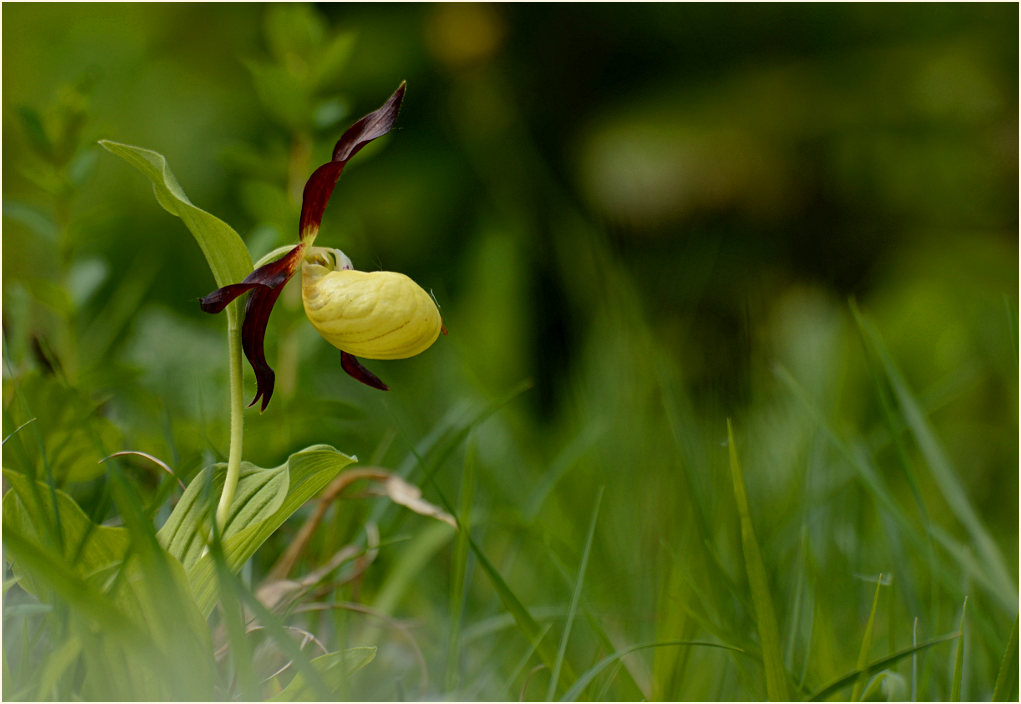 Gelber Frauenschuh (Cypripedium calceolus)