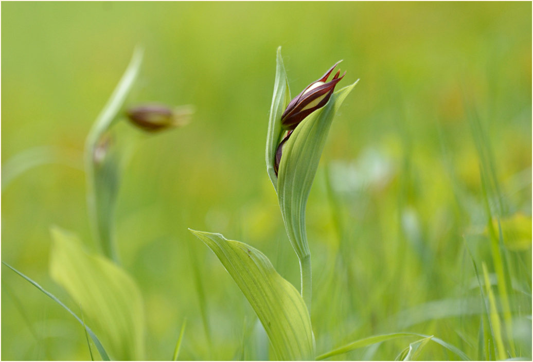 Gelber Frauenschuh (Cypripedium calceolus)