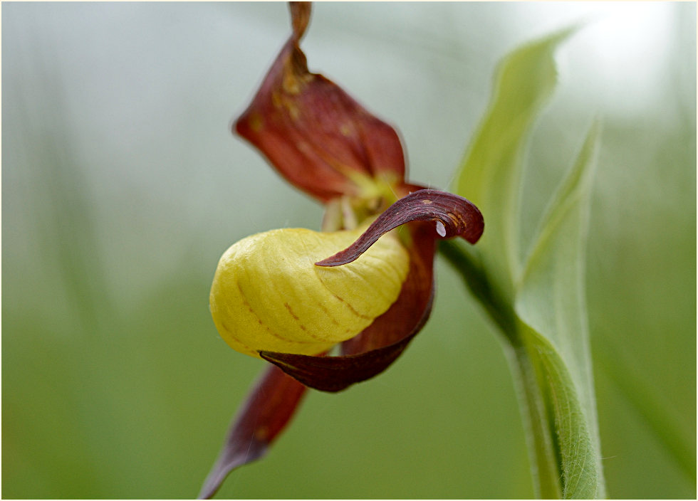 Gelber Frauenschuh (Cypripedium calceolus)