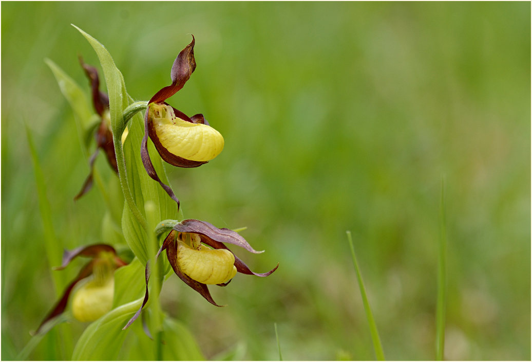 Gelber Frauenschuh (Cypripedium calceolus)