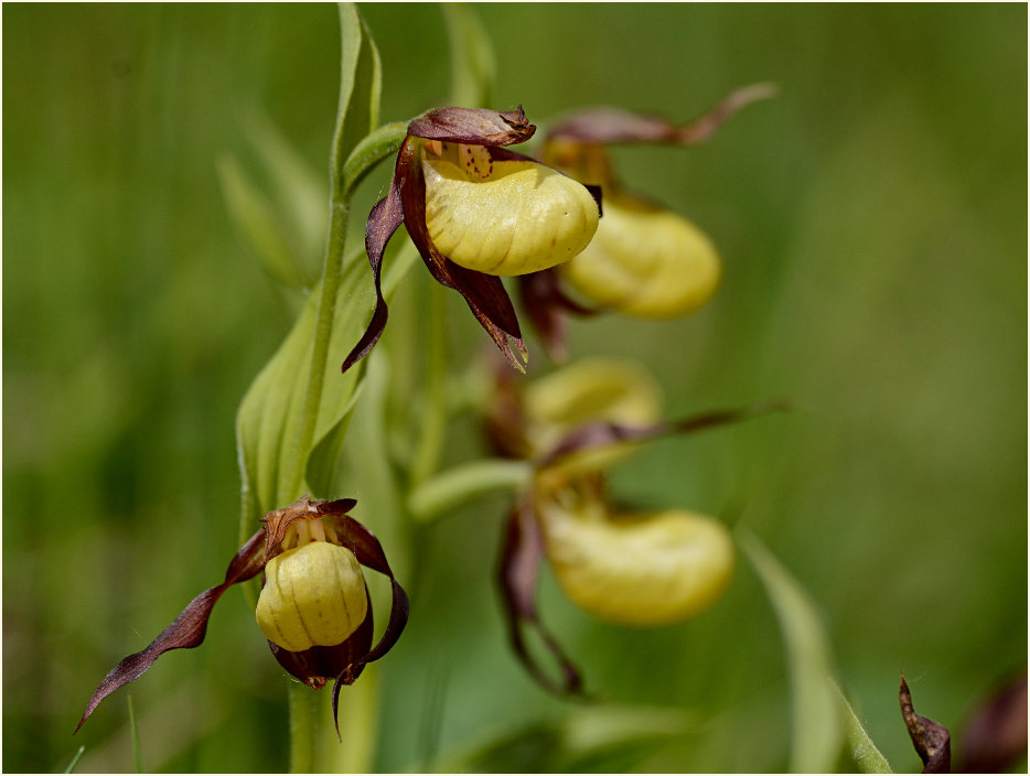 Gelber Frauenschuh (Cypripedium calceolus)