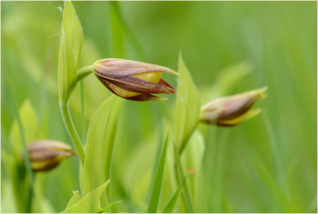 Gelber Frauenschuh (Cypripedium calceolus)