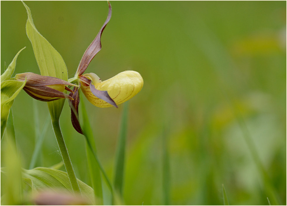 Gelber Frauenschuh (Cypripedium calceolus)