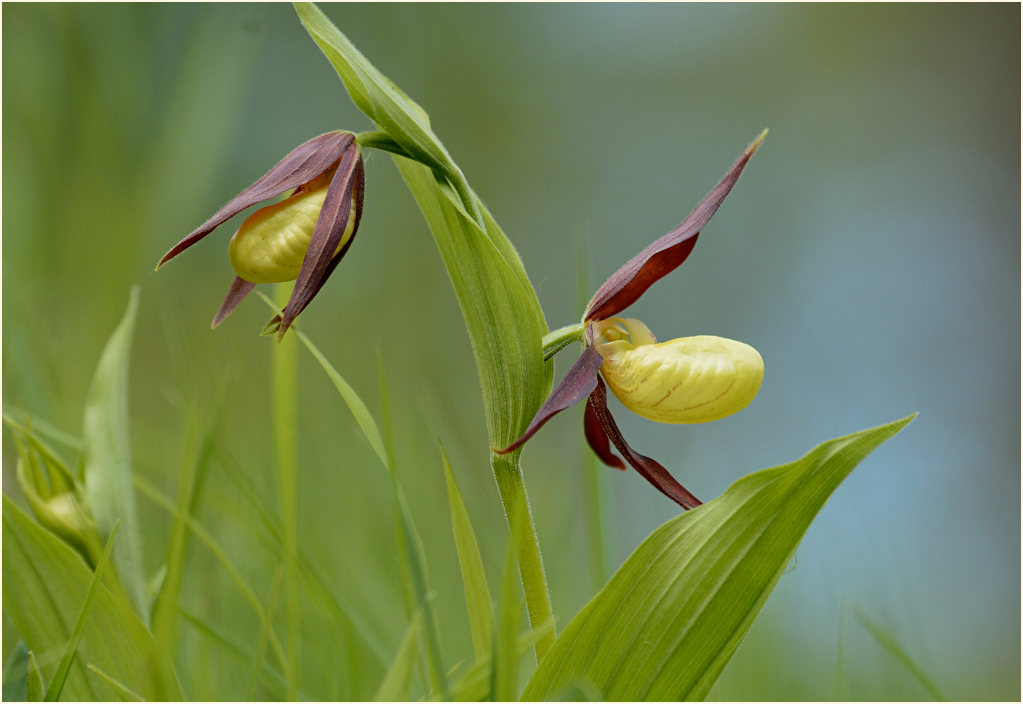 Gelber Frauenschuh (Cypripedium calceolus)