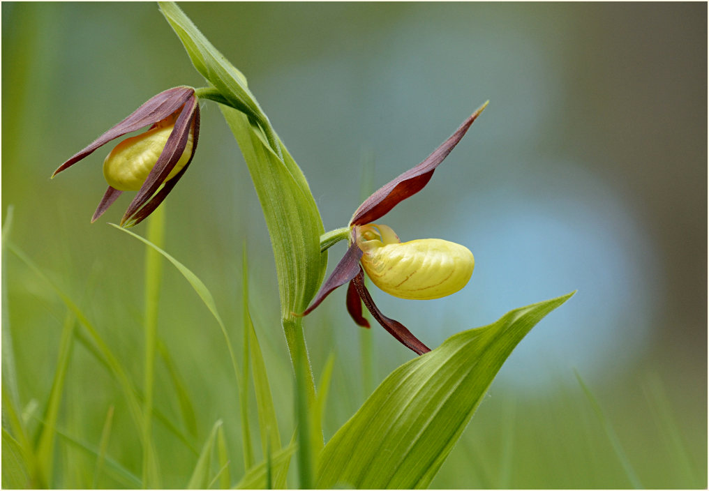 Gelber Frauenschuh (Cypripedium calceolus)