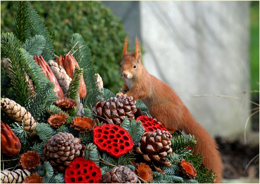 Eichhörnchen auf einem Friedhof