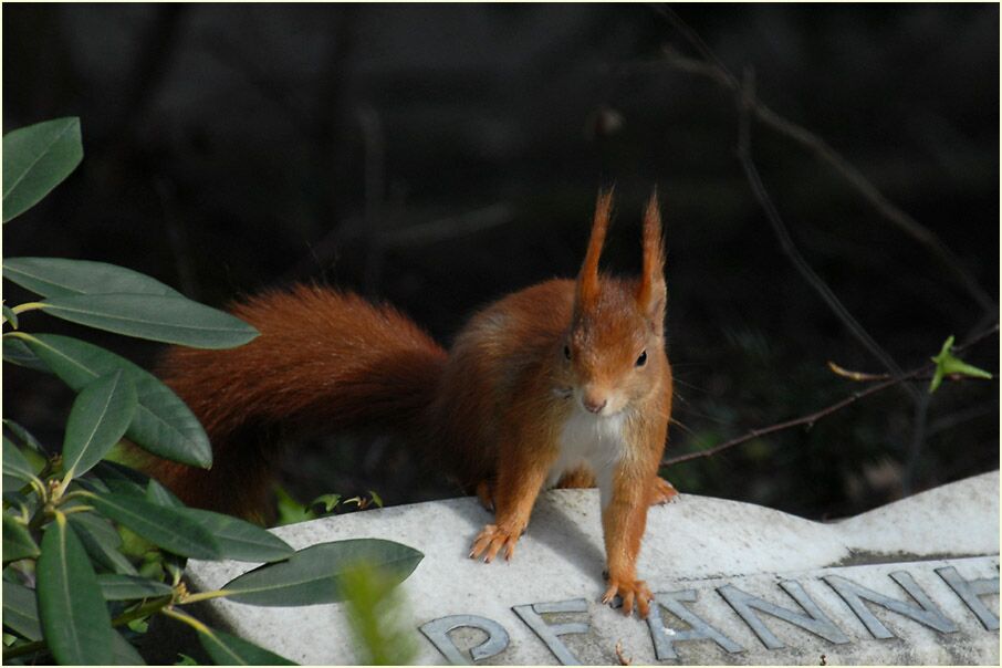 Eichhörnchen auf einem Friedhof