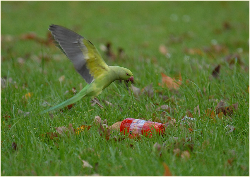 Halsbandsittich auf einem Friedhof