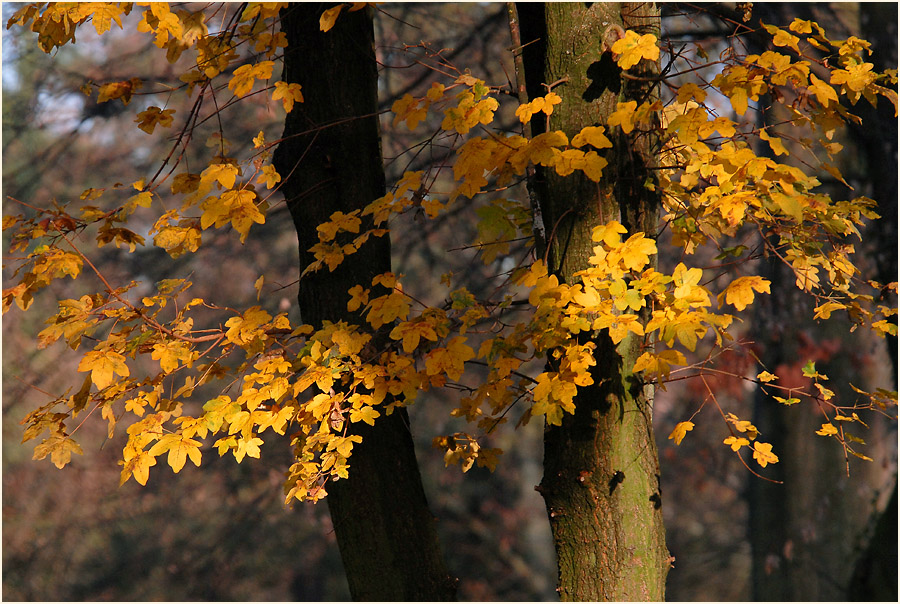 Herbst auf einem Friedhof