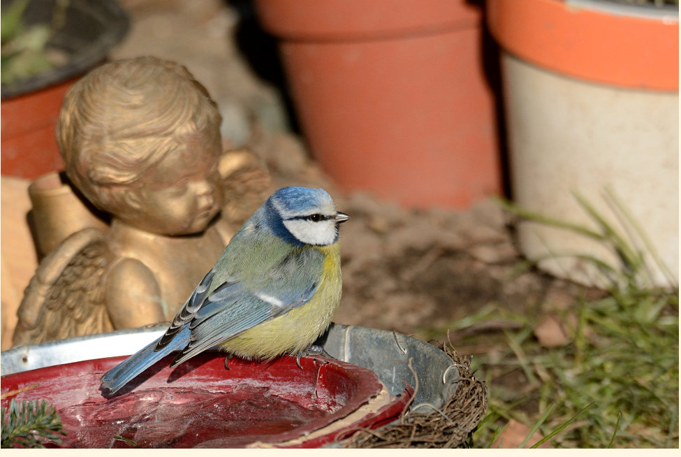 Blaumeise auf einem Friedhof