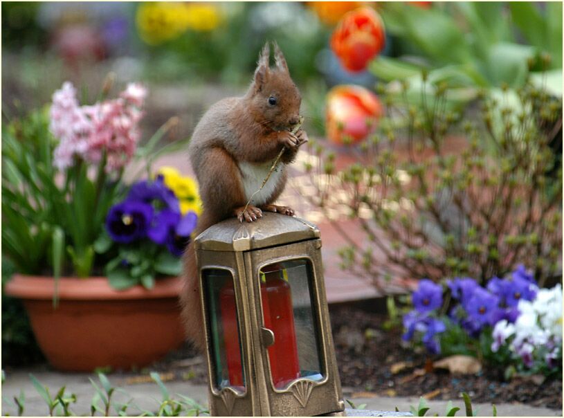 Eichhörnchen auf einem Friedhof