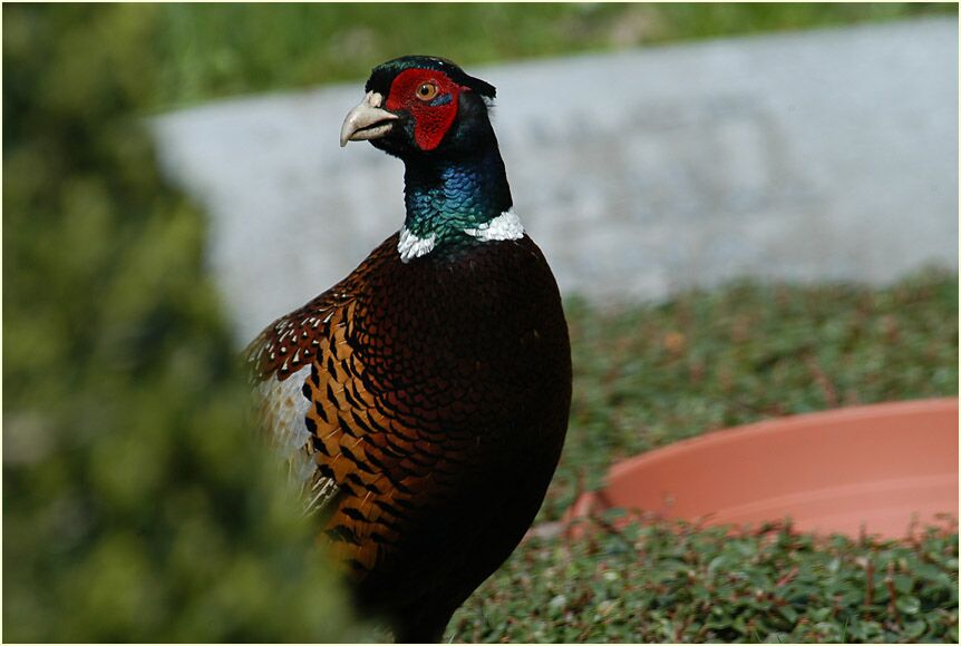 Fasan auf einem Friedhof