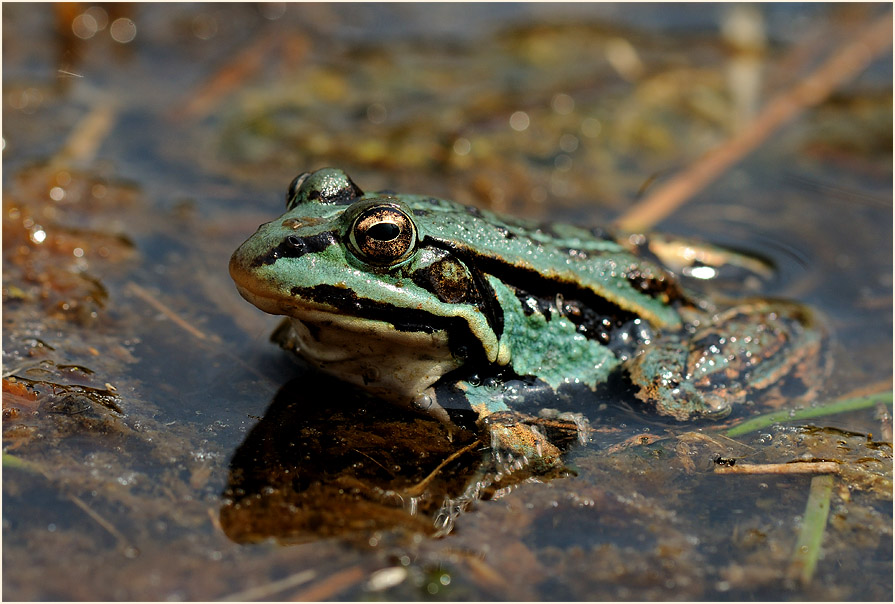 Teichfrosch