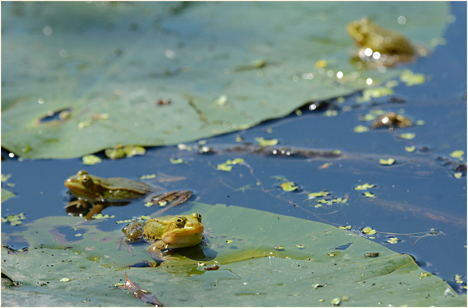 Teichfrosch