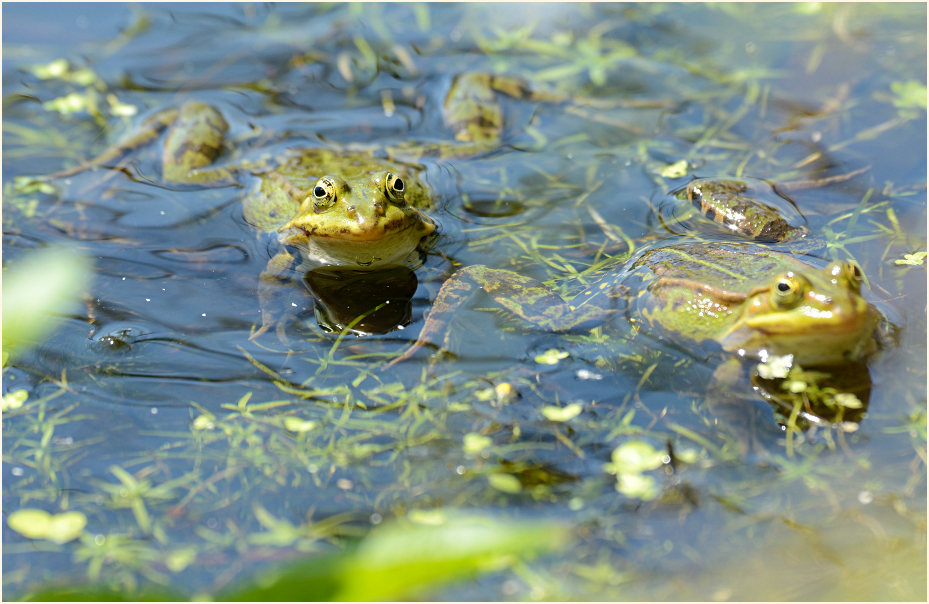 Teichfrosch