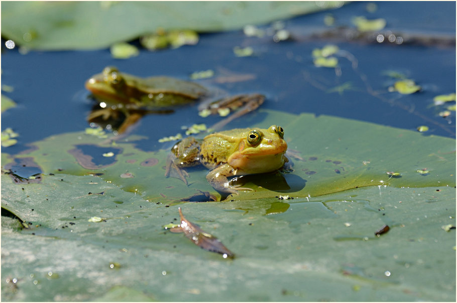 Teichfrosch