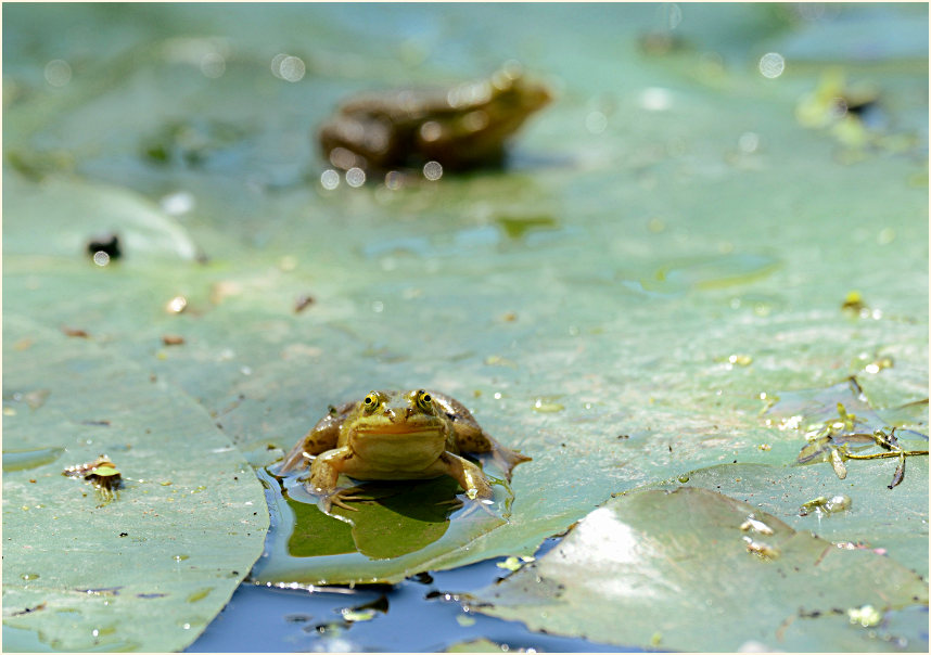 Teichfrosch