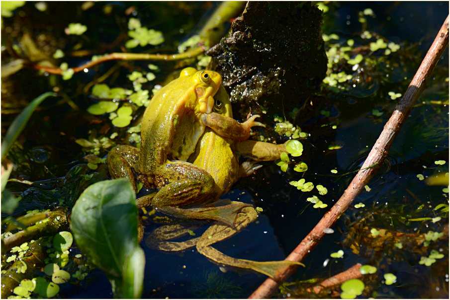 Teichfrosch