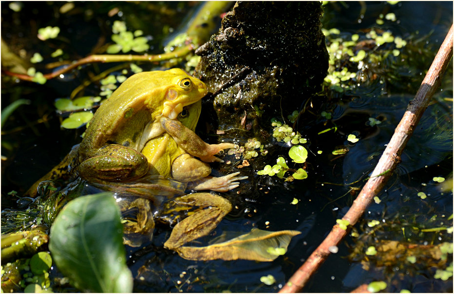 Teichfrosch