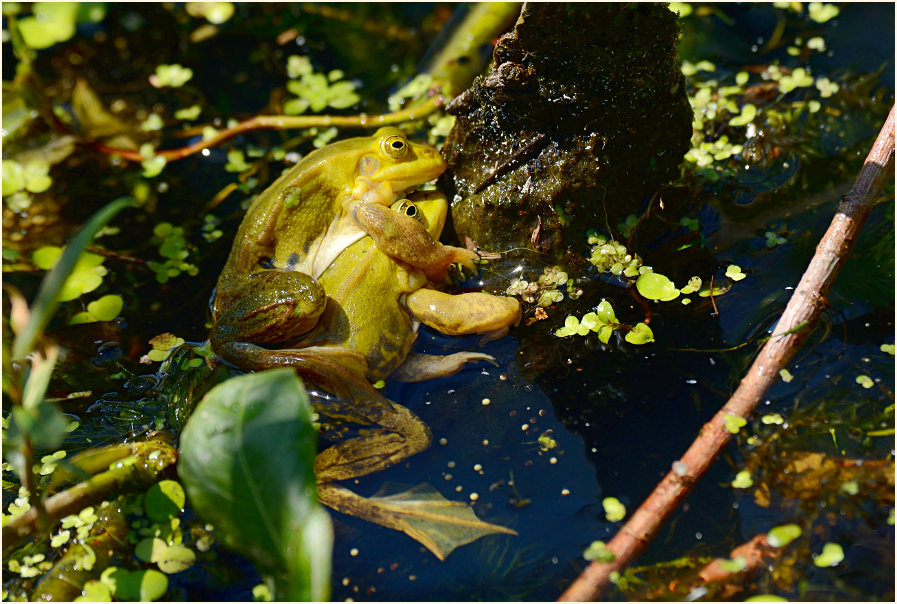 Teichfrosch