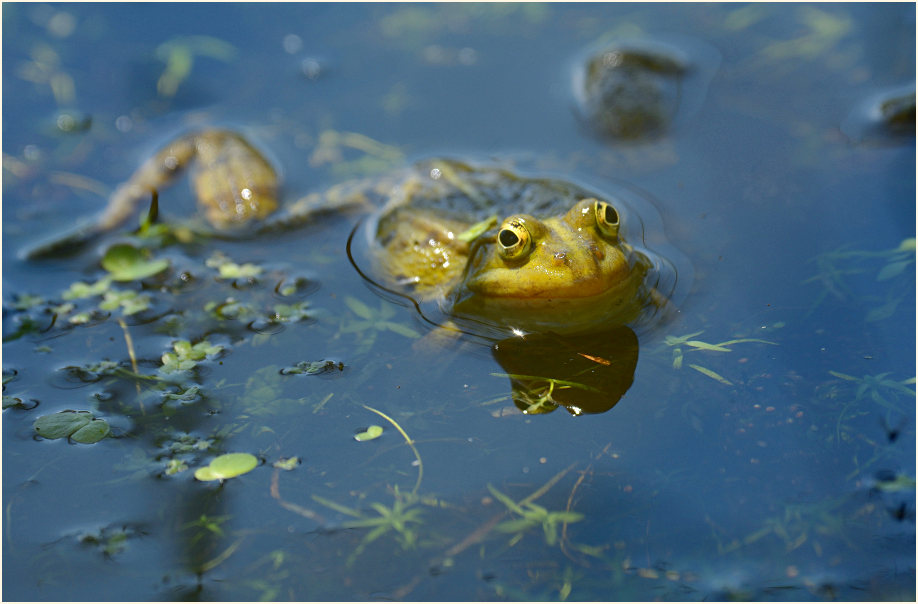 Teichfrosch