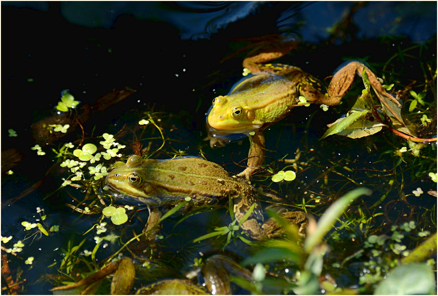 Teichfrosch