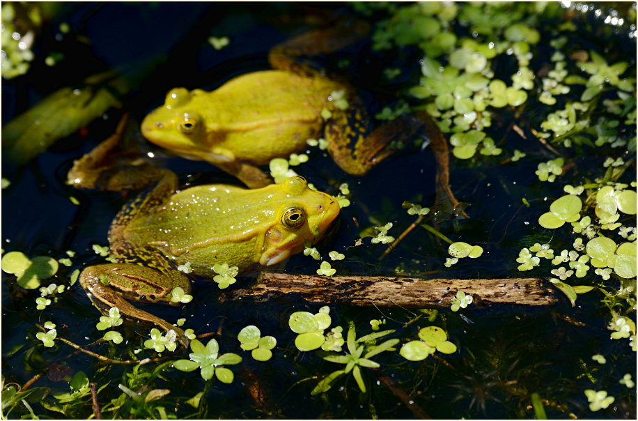 Teichfrosch