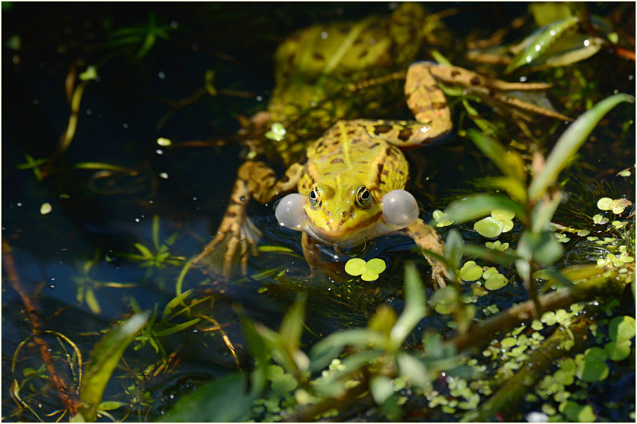 Teichfrosch