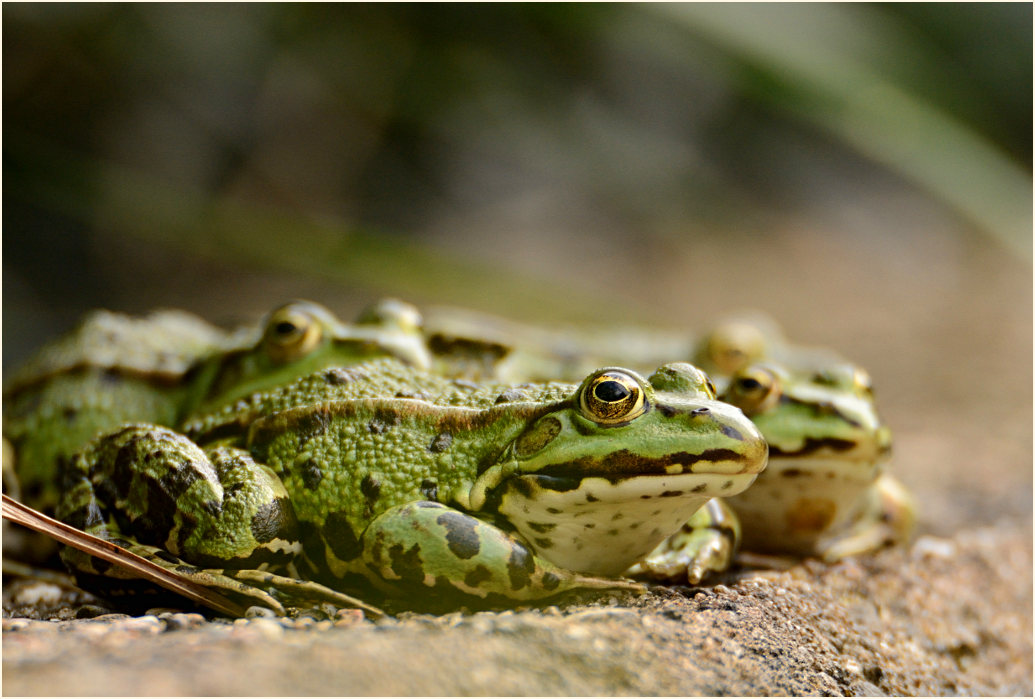 Teichfrosch