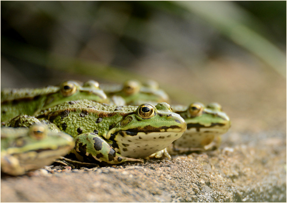 Teichfrosch