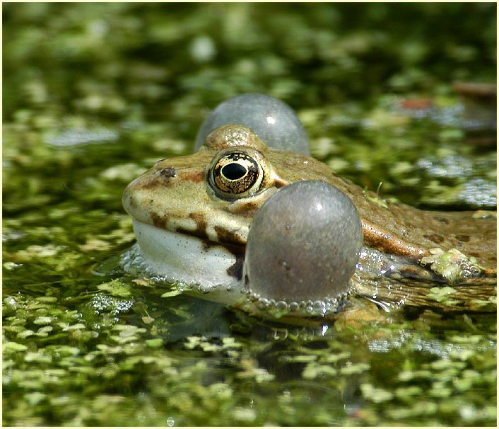 Wasserfrosch