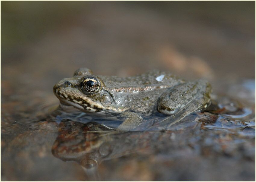Frosch