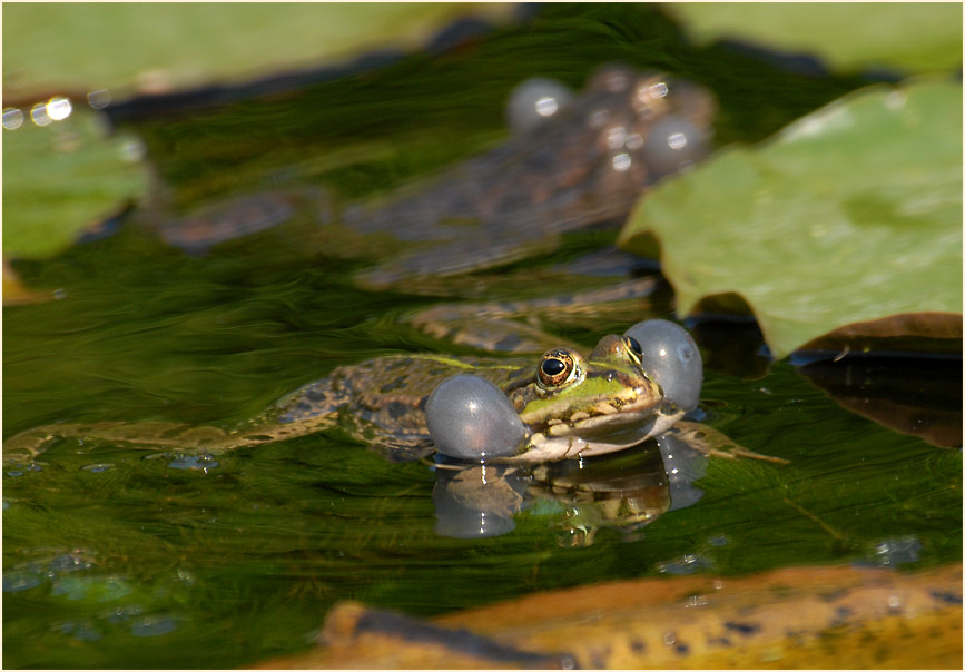 Frosch