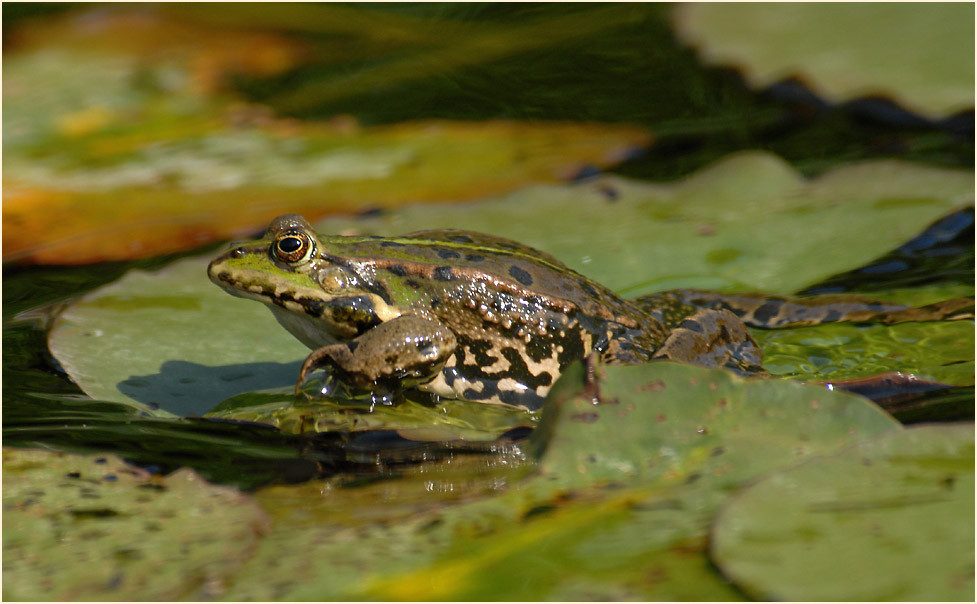Frosch