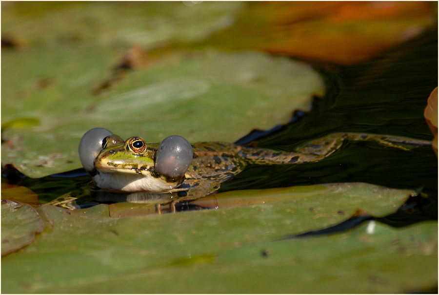 Frosch