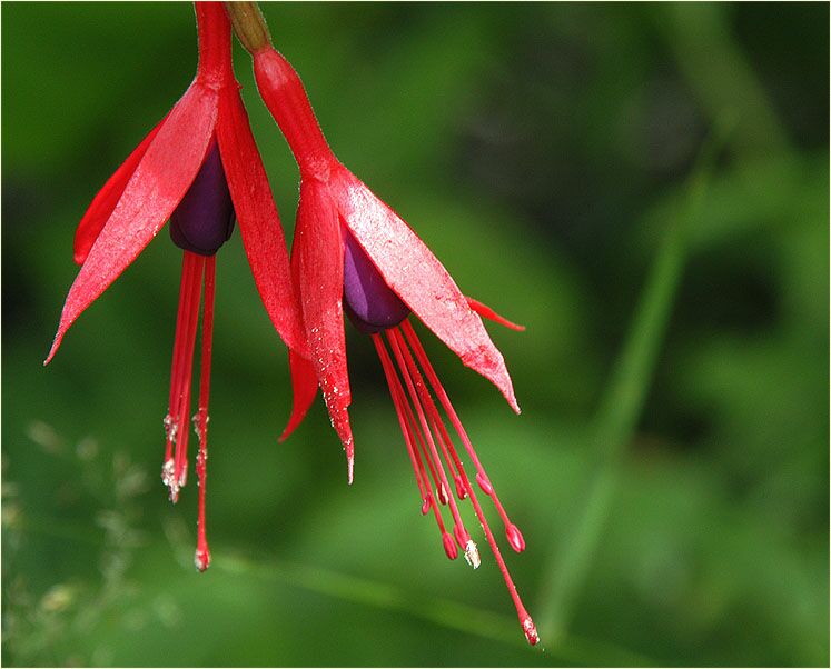 Fuchsie (Fuchsia)