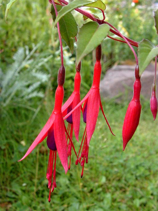 Fuchsie (Fuchsia)