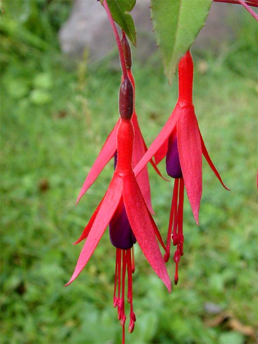 Fuchsie (Fuchsia)