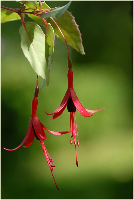 Fuchsie (Fuchsia)