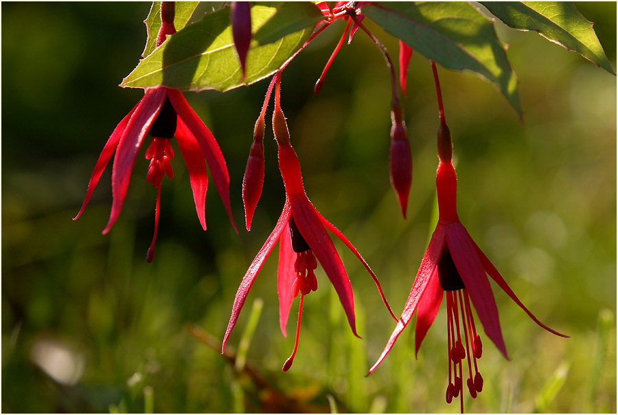 Fuchsie (Fuchsia)