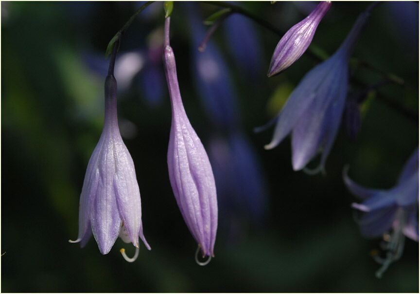 Funkie (Hosta)