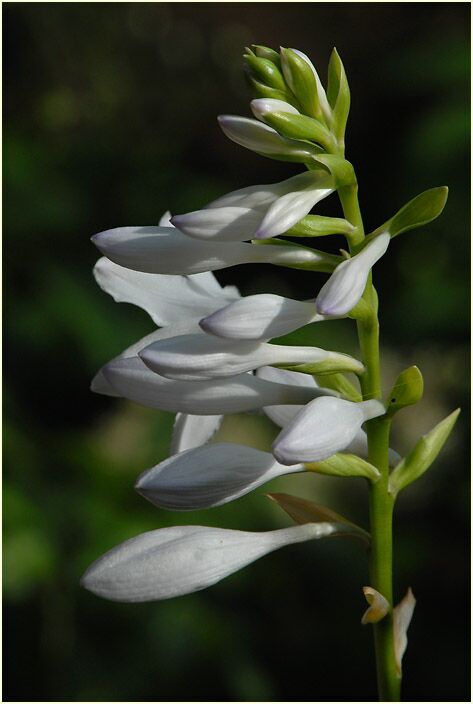 Funkie (Hosta)