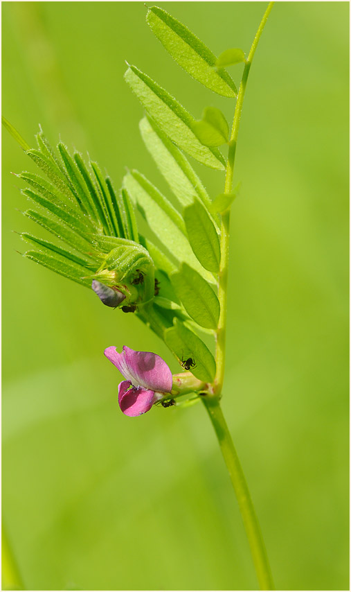 Futterwicke (Vicia sativa)