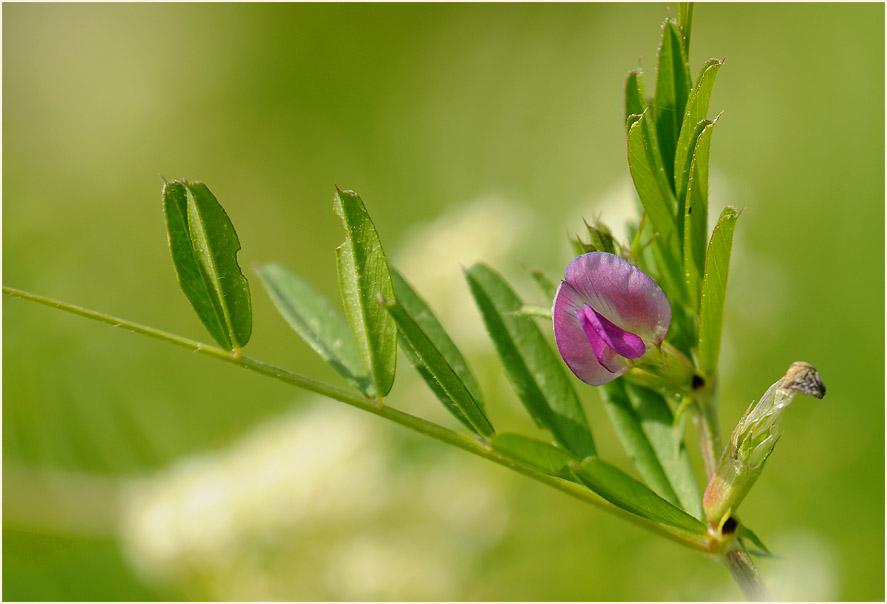 Futterwicke (Vicia sativa)