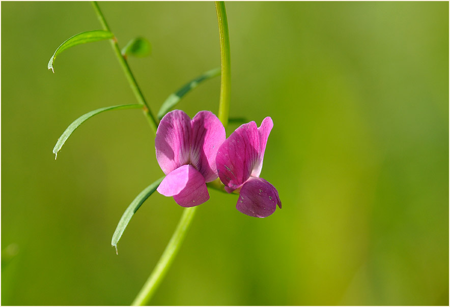 Futterwicke (Vicia sativa)