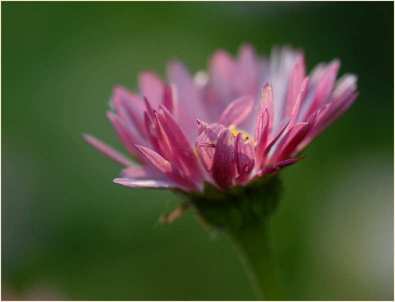 Gänseblümchen (Bellis perennis)