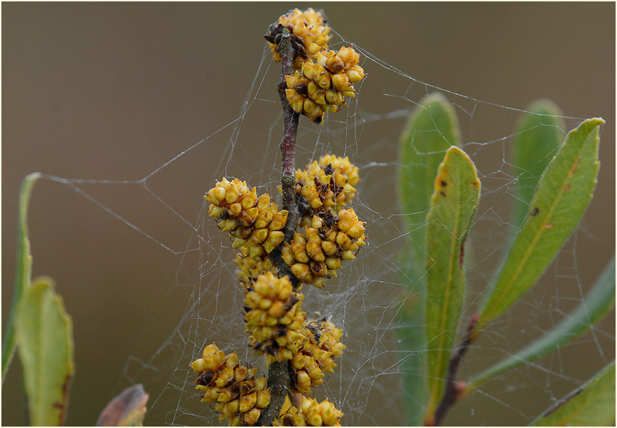 Gagelstrauch (Myrica gale)