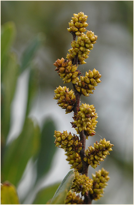 Gagelstrauch (Myrica gale)