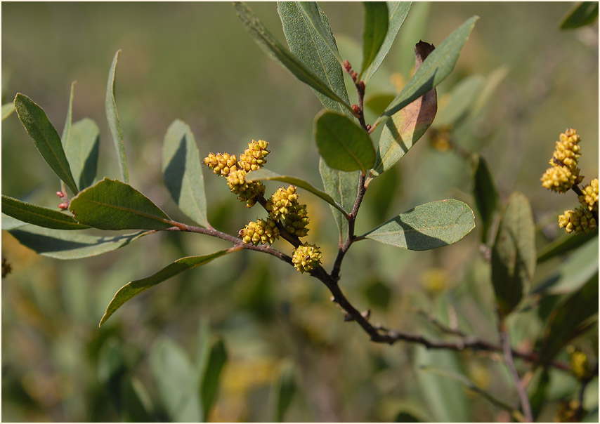 Gagelstrauch (Myrica gale)